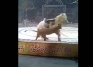 بالفيديو| نمر ولبؤة يهاجمان حصانا أثناء بروفة في السيرك الصيني