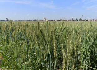 «الزراعة»: الذرة المصرية أصبحت مميزة وتفوقت على نظيرتها الأرجنتينية