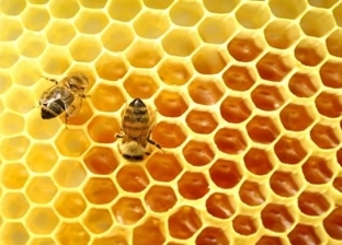"النحل" سبيل مرضى البهاق والروماتويد للعلاج.. البحث عن جرعة "سم"