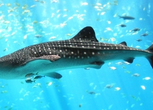 ظهور سمكة "القرش الحوت" النادرة في فلوريدا