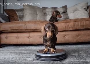بالفيديو| كلب يساعد مربيته في تنظيف المنزل