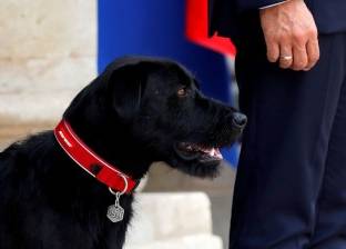 تعرف على سر اختيار الرئيس الفرنسي ماكرون لاسم كلبه الجديد "نيمو"
