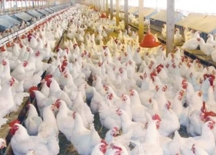 «بيطري كفر الشيخ»: تحصين 67 ألف طائر ضد الأمراض المعدية