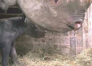 بالفيديو| ولادة وحيد قرن أسود مهدد بالانقراض