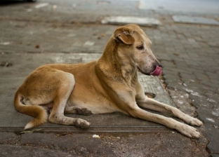 تقرير رسمي: 2 مليون مصري تعرضوا لـ«عضة كلب»