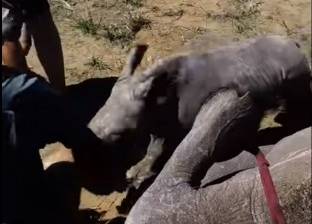 بالفيديو| صغير وحيد قرن يهاجم الأطباء لإبعادهم عن أمه