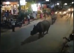 فيديو.. حقيقة تجول وحيد قرن بري في أحد شوارع القاهرة
