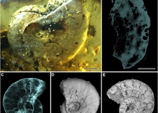 عمره 99 مليون عام.. اكتشاف مخلوق بحري نادر محفوظ في "كهرمانة"
