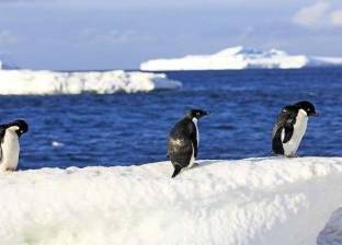 علماء يكشفون علامات اقتراب كارثة في القارة القطبية الجنوبية