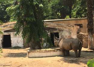 بعد نفوق أكبر أنثى وحيد القرن.. مدير حديقة الحيوان: "زيزي مالهاش بديل"