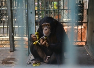 حدائق الحيوان تتخذ إجراءات احترازية حال فتحها للمواطنين