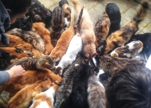 إفطار جماعي لـ"القطط والكلاب" في وسط البلد: "هنأكل الحيوانات معانا"