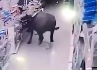 بالفيديو| "جاموسة" تهاجم سيدة حامل في "سوبر ماركت"