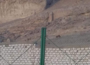 حيوان ضخم يثير الجدل بجبل المعابدة في أسيوط.. ومواطنون: أسد