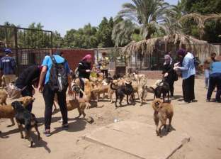 700 كلب يعاني الوحدة في الجيزة: مطلوب متطوعين لزوم "الطبطبة"