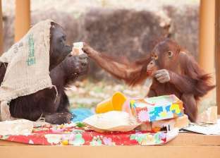 بالصور| أطول القرود عمرا يحتفل بعيد ميلاده مع "حفيده"