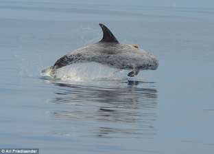 صرخات "الحوت" لجذب الدلافين.. وجبتهم المقبلة