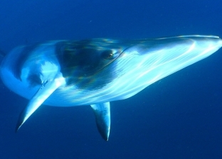 إدارة ترامب تنسحب من خطة لحماية الحيتان والقضاء يعتبره غير قانوني