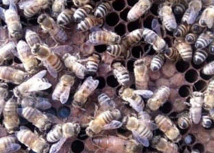 لا علاج له.. ظهور مرض قاتل يفتك بخلايا النحل في ويلز