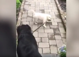 بالفيديو| "نزهة بالعافية".. جرو صغير يقتاد كلبا كبيرا في فيلادلفيا