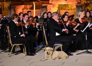بالفيديو| كلب يستمع لحفل موسيقي في هدوء دون إزعاج