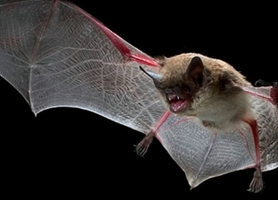 اكتشاف فوائد لـ"سم الخفافيش".. يعالج العديد من الأمراض الخطيرة
