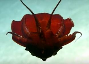 فيديو| مخلوق غريب يشبه "مصاص الدماء" في خليج المكسيك