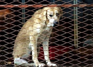 عاجل| الحبس عامين لـ"جزار الدقي" المتهم بذبح كلب وإصابة آخر بـ"ساطور"