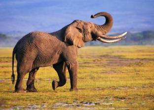 فيل يقتل سائحين في زامبيا