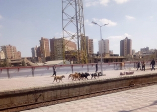 الكلاب الضالة تسكن رصيف محطة قطارات المحلة.. «صور»