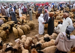 سعر خروف العيد في شوادر وزارة التموين.. أقل من أسواق الماشية