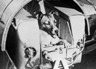 في ذكرى نفوقها.. الكلبة "لايكا" أول كائن حي صعد للفضاء