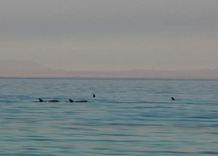 لاختفاء التلوث.. كورونا يعيد أسماك الدولفين لمياه العين السخنة بالسويس