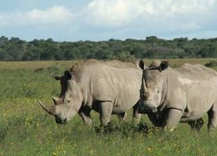 "وحيد القرن" مهدد بالانقراض بسبب استخدام "قرونه" لعلاج السرطان