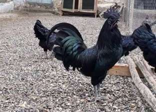 «فراخ لامبورجيني» بملتقى دجاج الزينة.. بـ 12 ألف جنيه ولها فوائد صحية