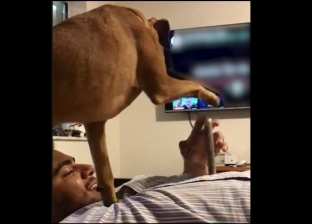 بالفيديو| كلب "غيور" يبعد الهاتف من يد مالكه