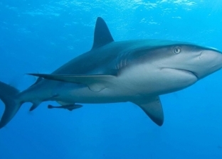 بالفيديو| ظاهرة فريدة.. شاهد تجمع المئات من أسماك القرش في أستراليا