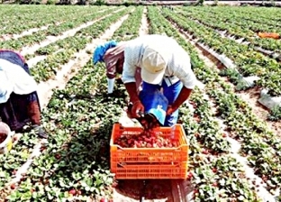 المزارعون يمتنعون عن جمع محصول الفراولة بسبب المصدرين: هنرميها بالترعة