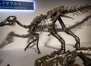 "إله التنين".. اكتشاف نوع جديد من الديناصورات