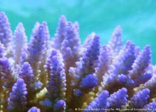 إحدى عجائب الدنيا: الحاجز المرجاني العظيم بأستراليا مهدد بالزوال