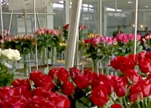 كولومبيا تغرق السوق الأمريكي بأطنان من الورود في عيد الحب