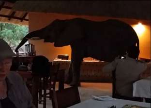 لحظات مرعبة وقت الفطور.. أفيال تقتحم مطعم أثناء وجود سياح بزامبيا
