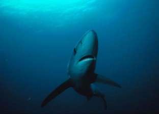 مسؤولون: أسماك القرش المحيطية من الأنواع المهددة بالانقراض