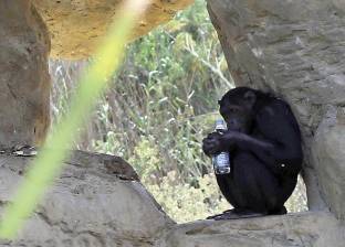عبقرية الشمبانزي في فيديو.. يقلد الإنسان في غسل الملابس