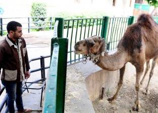 أفراد أمن لحماية الحيوانات.. حديقة حيوان الإسكندرية تستعد لشم النسيم