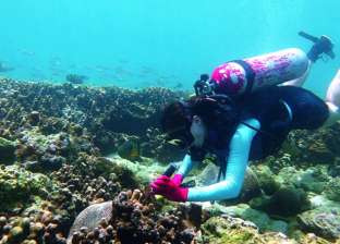 الشعاب المرجانية تتحدى المناخ في الخليج العربي