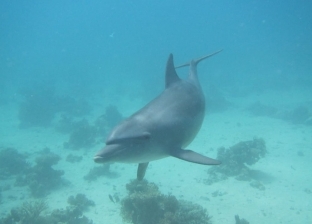 أسراب الدلافين تداعب السائحين وتنعش السياحة البحرية بشواطئ الغردقة