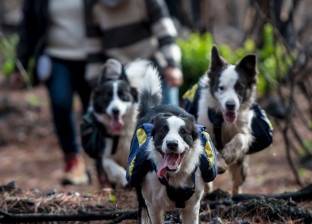3 كلاب يزرعون غابات تشيلي المحترقة لعودة الحياة بها من جديد