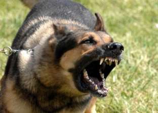 بالفيديو| كلب "مسعور" يهاجم 20 شخصا في الصين
