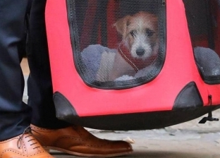 أنقذوه من الموت.. كلب في مقر رئاسة الوزراء البريطاني